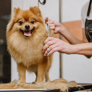 Pomeranian dog being groomed with scissors in a pet salon showing six styles of grooming techniques