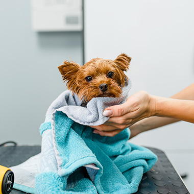 small dog wrapped in a towel being dried after a bath at a grooming salon four adorable puppies