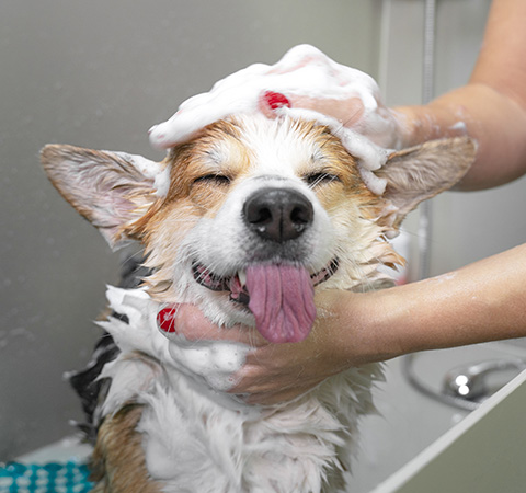happy dog enjoying bath with soap and water pet grooming 4 fun moments