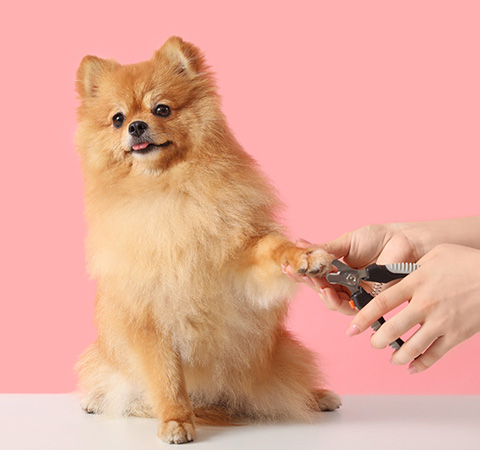pomeranian dog getting nails trimmed with grooming tools against a pink background three grooming tips for pets