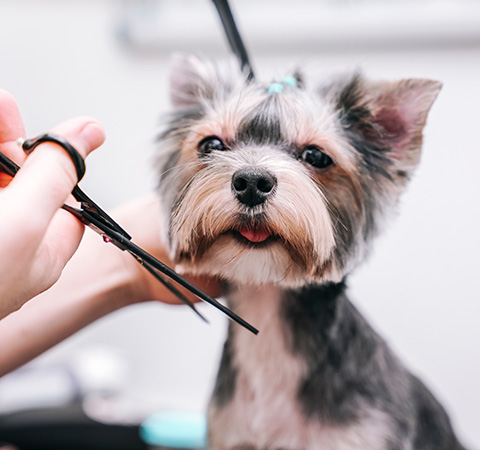 a small dog receiving grooming with scissors in a professional pet salon showcasing neat fur and a happy expression dog grooming for eight pets