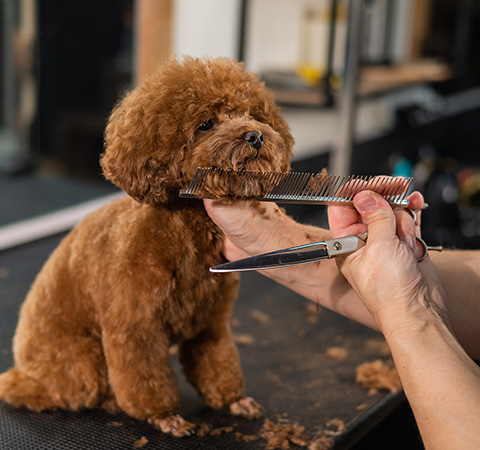 grooming a fluffy poodle with scissors and comb for pet care