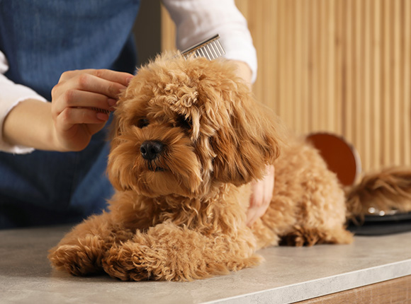 a person grooming a fluffy brown dog with a comb on a table focusing on pet care for small dogs and grooming techniques for six different breeds