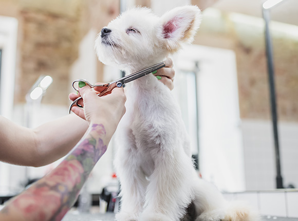 a person grooming a small dog with scissors in a bright pet grooming salon showcasing pet care tips 5 easy steps