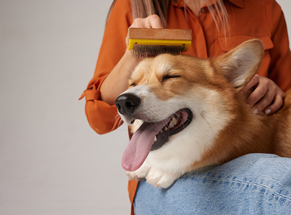 person brushing a happy corgi with a grooming tool enjoying a relaxing moment seven days a week