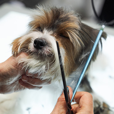 dog receiving grooming treatment with scissors and comb fur trimming process