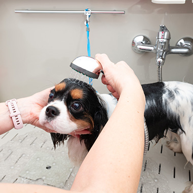 dog getting a bath with water flowing from a showerhead grooming process for pets 2 dogs cleaning
