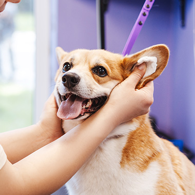 a smiling corgi being groomed by a person in a pet grooming salon with focused attention on pet care and grooming techniques for dogs