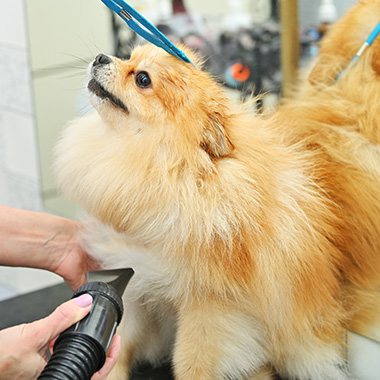 a fluffy Pomeranian being groomed with a hairdryer showing two cute features