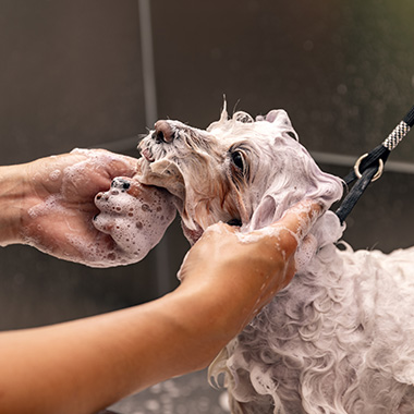 dog getting a bath with soap and water washing grooming routine 4 pet care tips