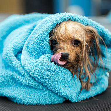 small dog wrapped in a blue towel licking its nose enjoying comfort and warmth 1 adorable pet