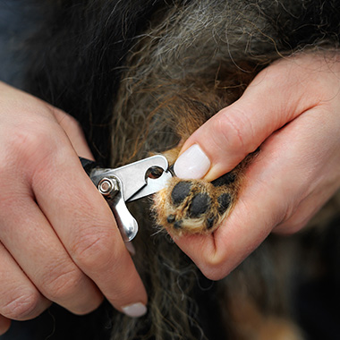 person using nail clippers to trim the nails of a dog focusing on pet care grooming three dog nails