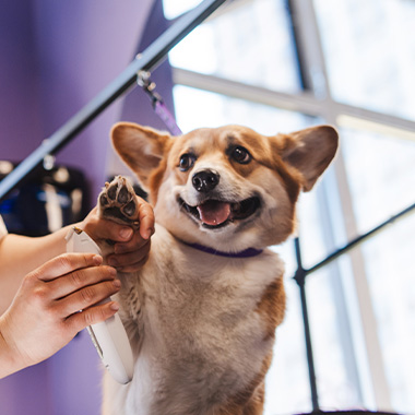 happy corgi being groomed with a clipper by a person in a pet salon caring for two pets