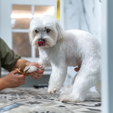 grooming a small white dog with a playful expression in a bright grooming salon trimming paws and maintaining cleanliness