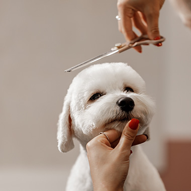 a person grooming a small white dog with scissors during a pet haircut session showing a clean look and stylish cut for two dogs