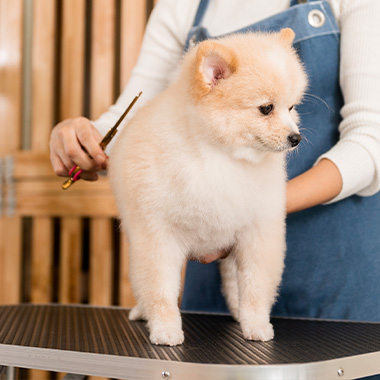 fluffy pomeranian puppy being groomed on a table by a person using grooming tools three fluffy dog groomers working together