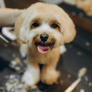 a happy fluffy dog with a freshly groomed coat sitting on a grooming table showcasing pet care and playful demeanor