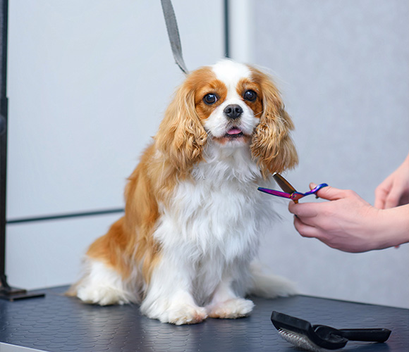 a groomer carefully trims the fur of a Cavalier King Charles Spaniel while the dog sits on a grooming table with a calm expression and a leash attached grooming tools and pet care